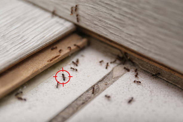 Best Wasp Removal Services  in San Elizario, TX