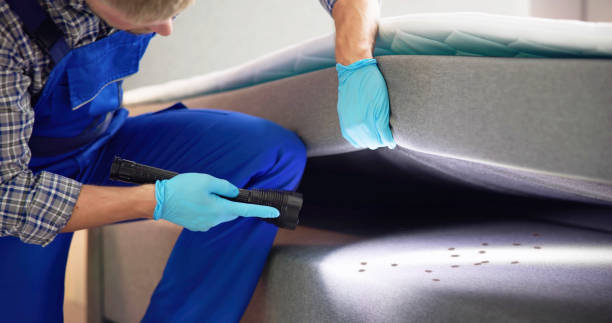 Best Flea Control Services  in San Elizario, TX