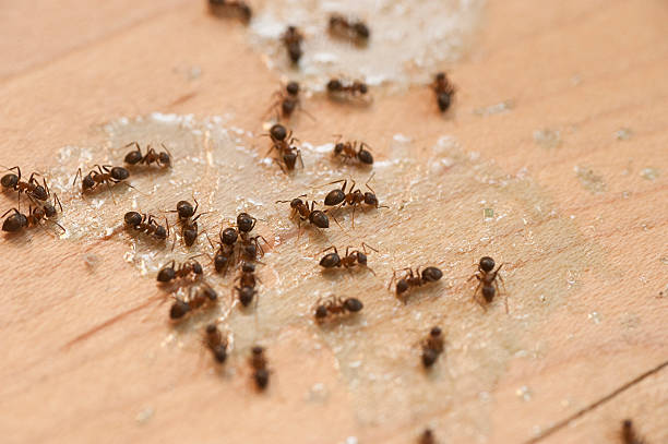 Best Pest Inspection Near Me  in San Elizario, TX
