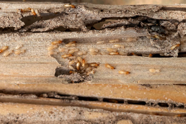 Best Insect Control  in San Elizario, TX