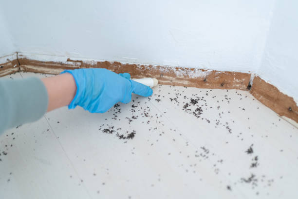 Best Termite Control Services  in San Elizario, TX